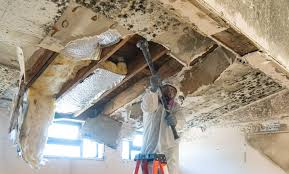 Best Mold Remediation for Vacation Homes  in USA